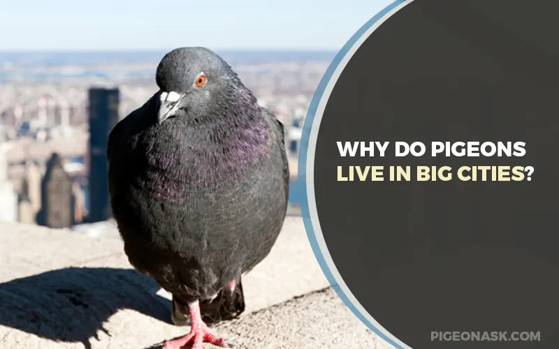 Why Do Pigeons Live In Big Cities?