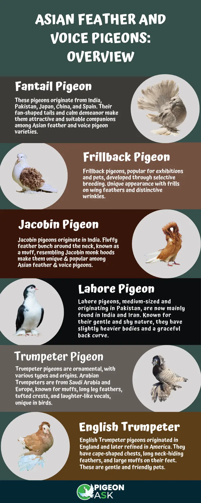 Asian Feather and Voice Pigeons Overview