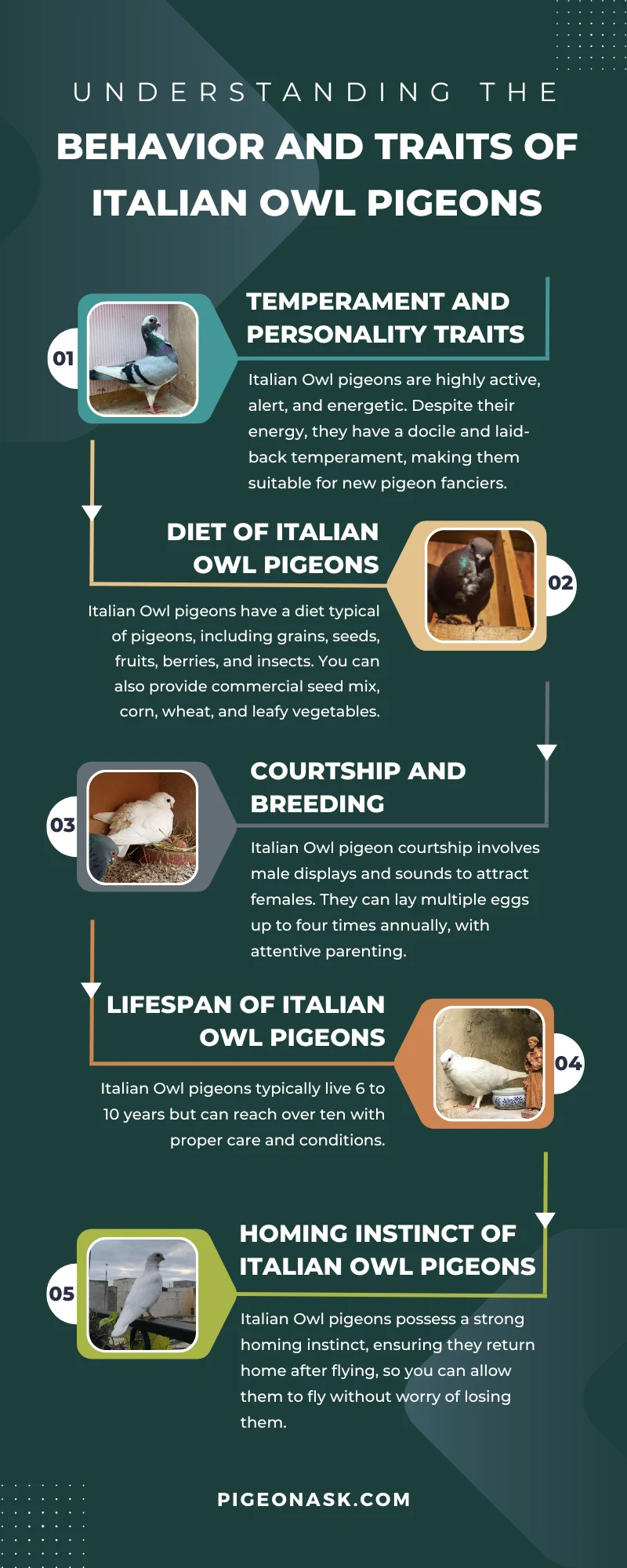 Behavior and Traits of Italian Owl Pigeons