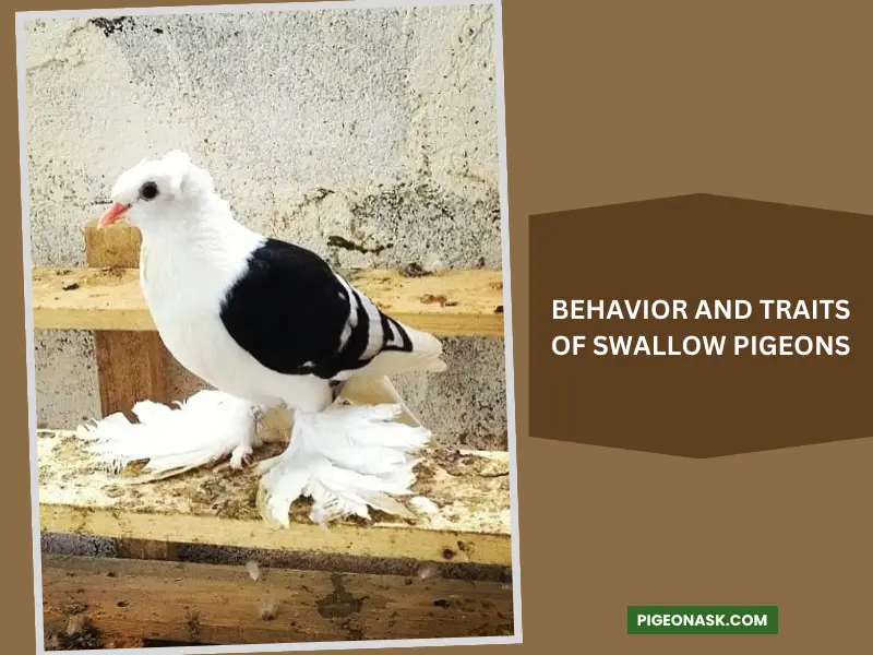 Behavior and Traits of Swallow Pigeons