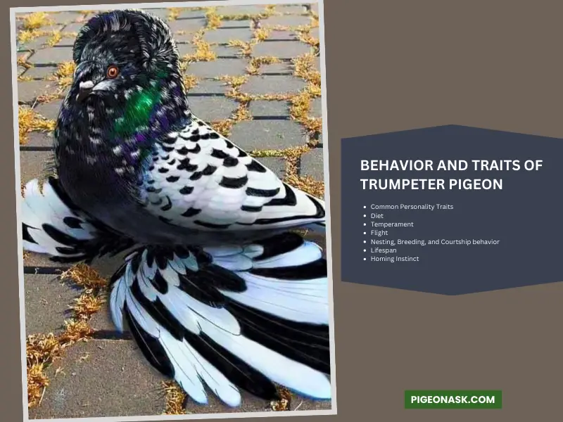 Behavior and Traits of Trumpeter Pigeon