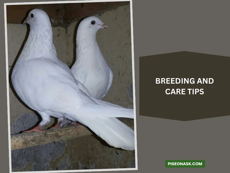 Breeding and Care Tips for Exhibition Tumblers Pigeon