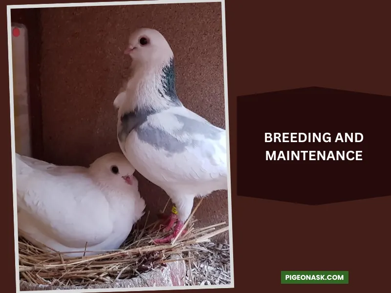 Breeding and Maintenance