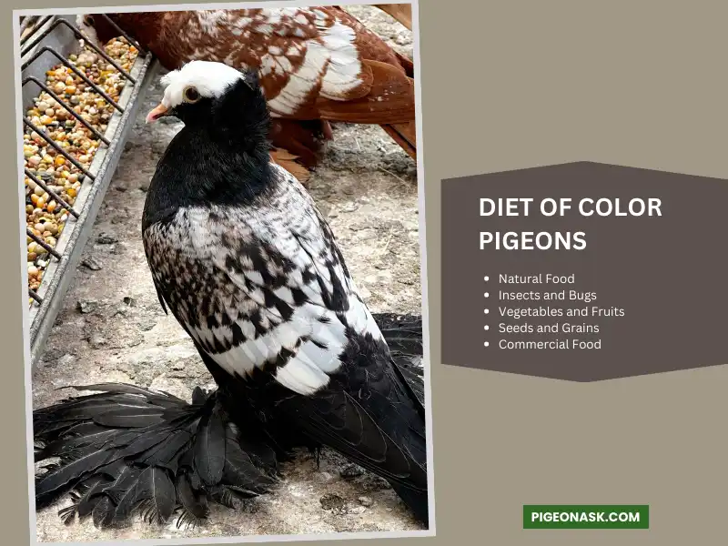 Diet of Color Pigeons