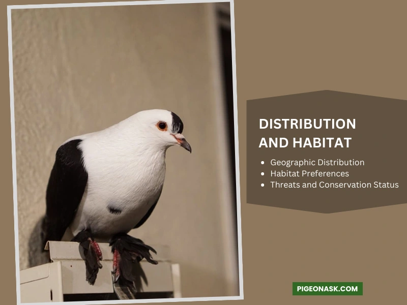 Distribution and Habitat of Saxon Fairy Swallow Pigeon