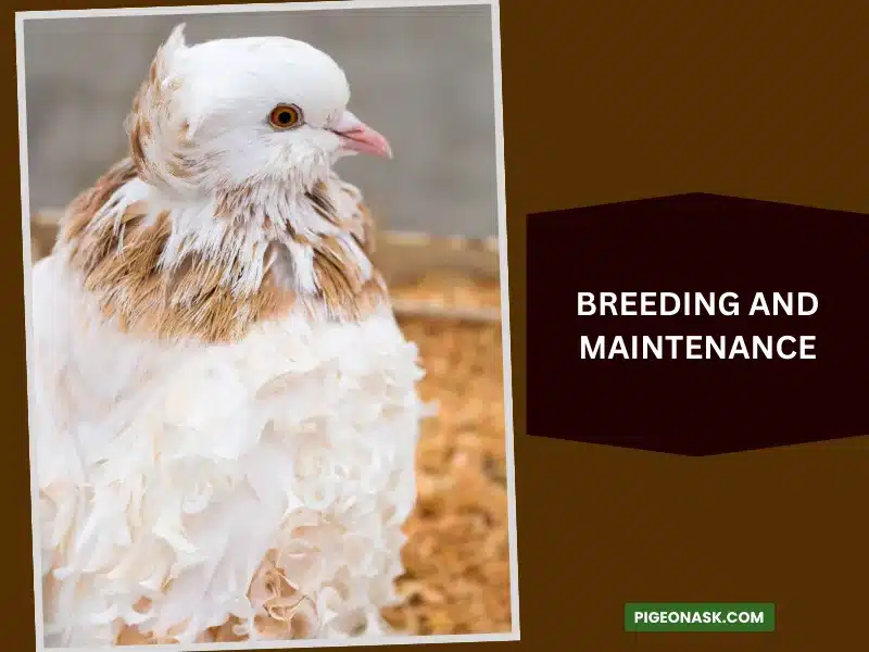 Frillback Pigeon Breeding and Maintenance