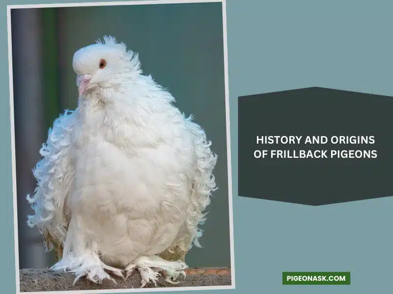 History and Origins of Frillback Pigeons