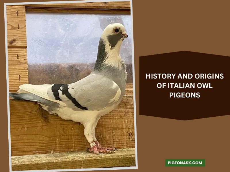 History and Origins of Italian Owl Pigeons