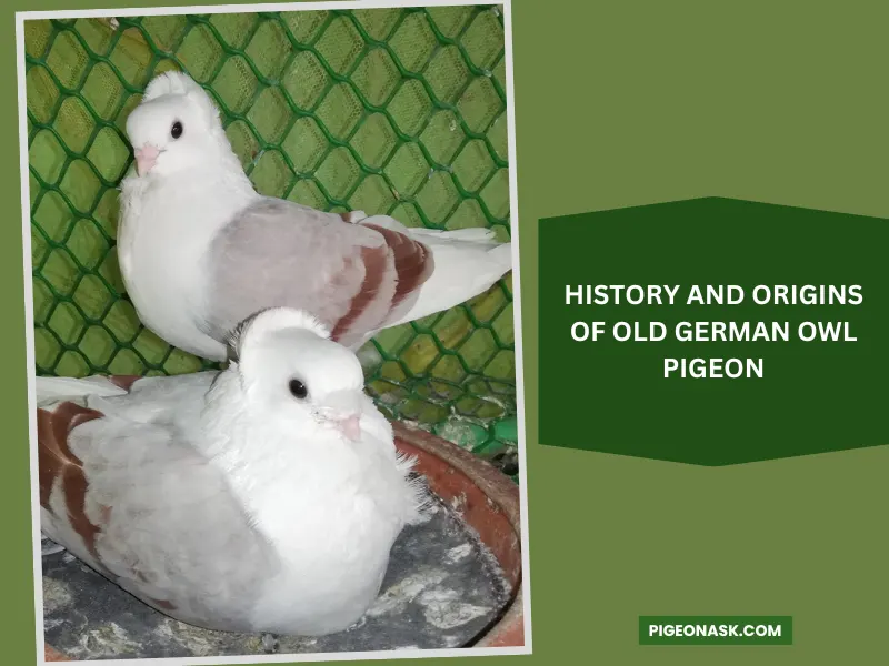 History and Origins of Old German Owl Pigeon