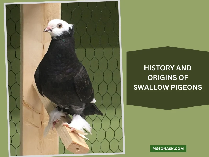 History and Origins of Swallow Pigeons