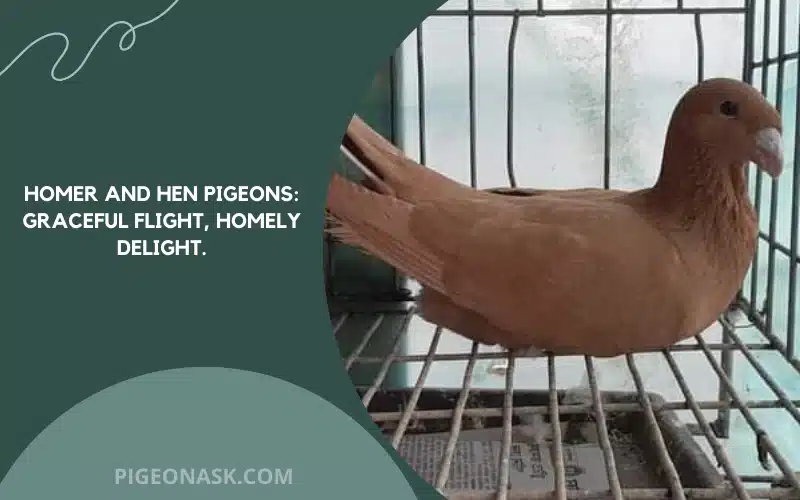 Homer and Hen Pigeons