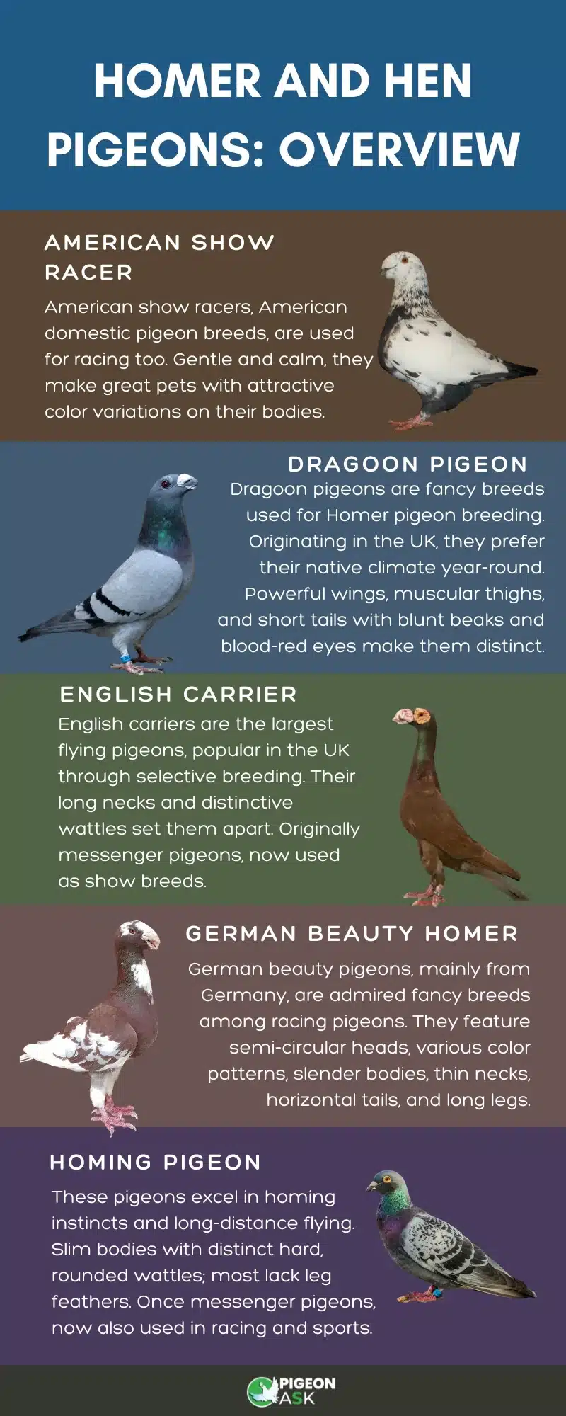 Homer and Hen Pigeons_ Overview