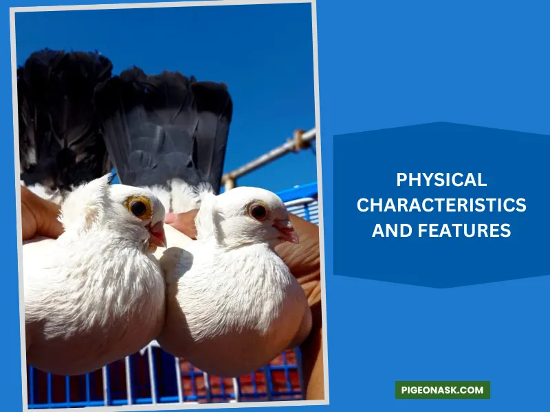 Physical Characteristics and Features