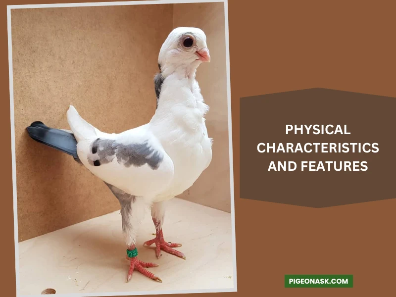 Physical Characteristics and Features