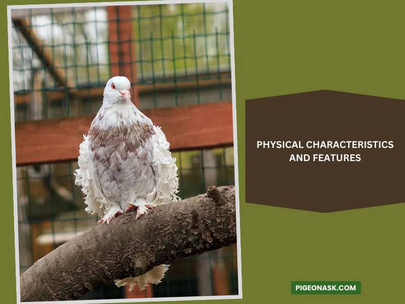 Physical Characteristics and Features Of Frillback Pigeon