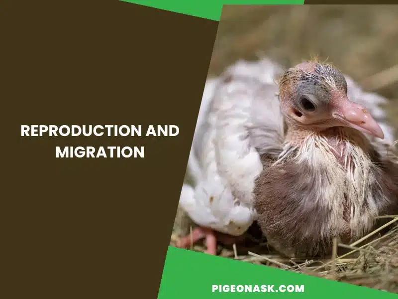 Reproduction and Migration