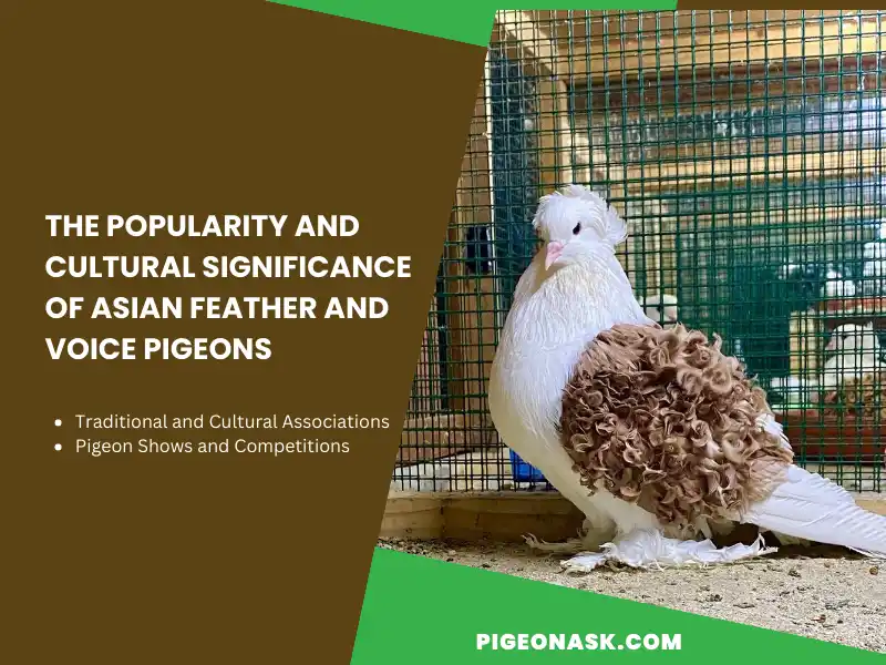 The Popularity and Cultural Significance of Asian Feather and Voice Pigeons