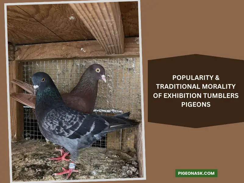 The Popularity and Cultural Significance of Exhibition Tumblers Pigeons