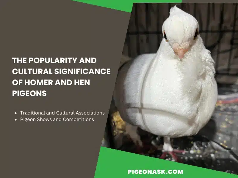 The Popularity and Cultural Significance of Homer and Hen Pigeons