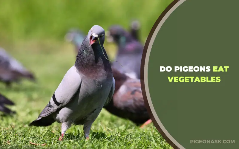 Do Pigeons Eat Vegetables?