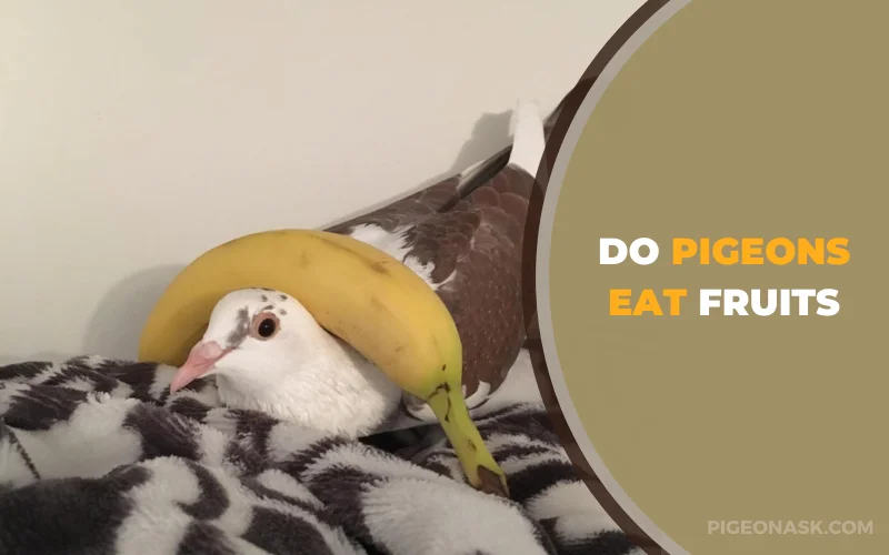 Do pigeons eat fruits
