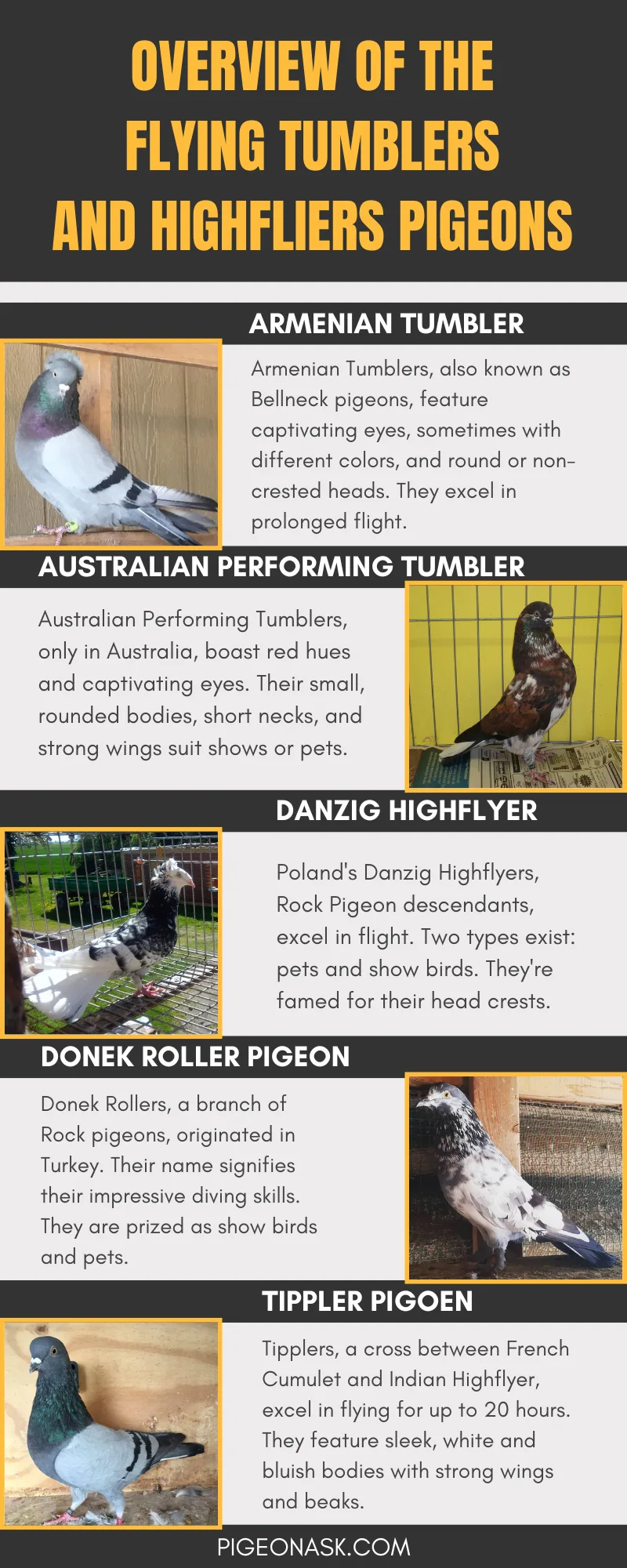 A Short Overview of the Flying Tumblers and Highfliers Pigeons