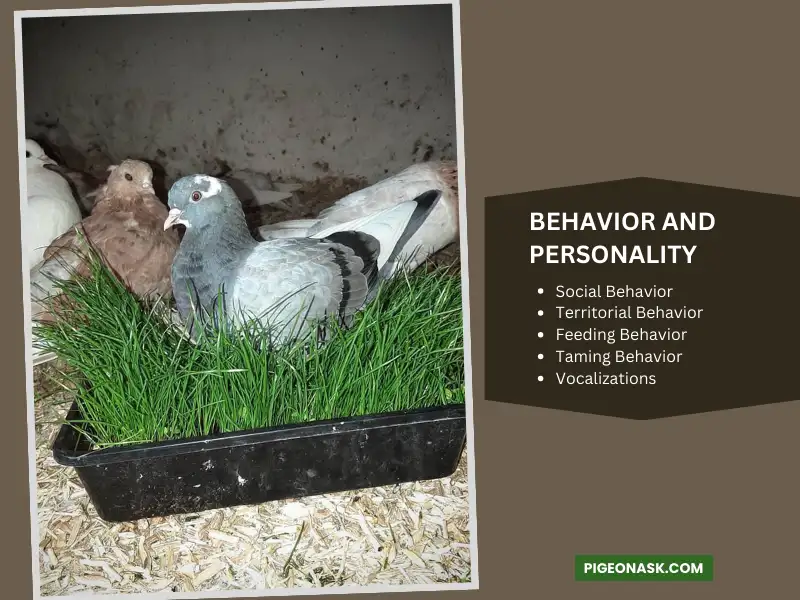 Behavior and Personality