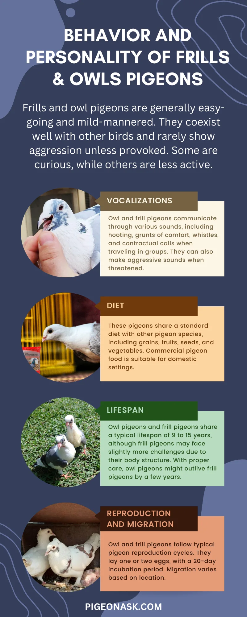 Behavior and Personality of Frills Owls Pigeons