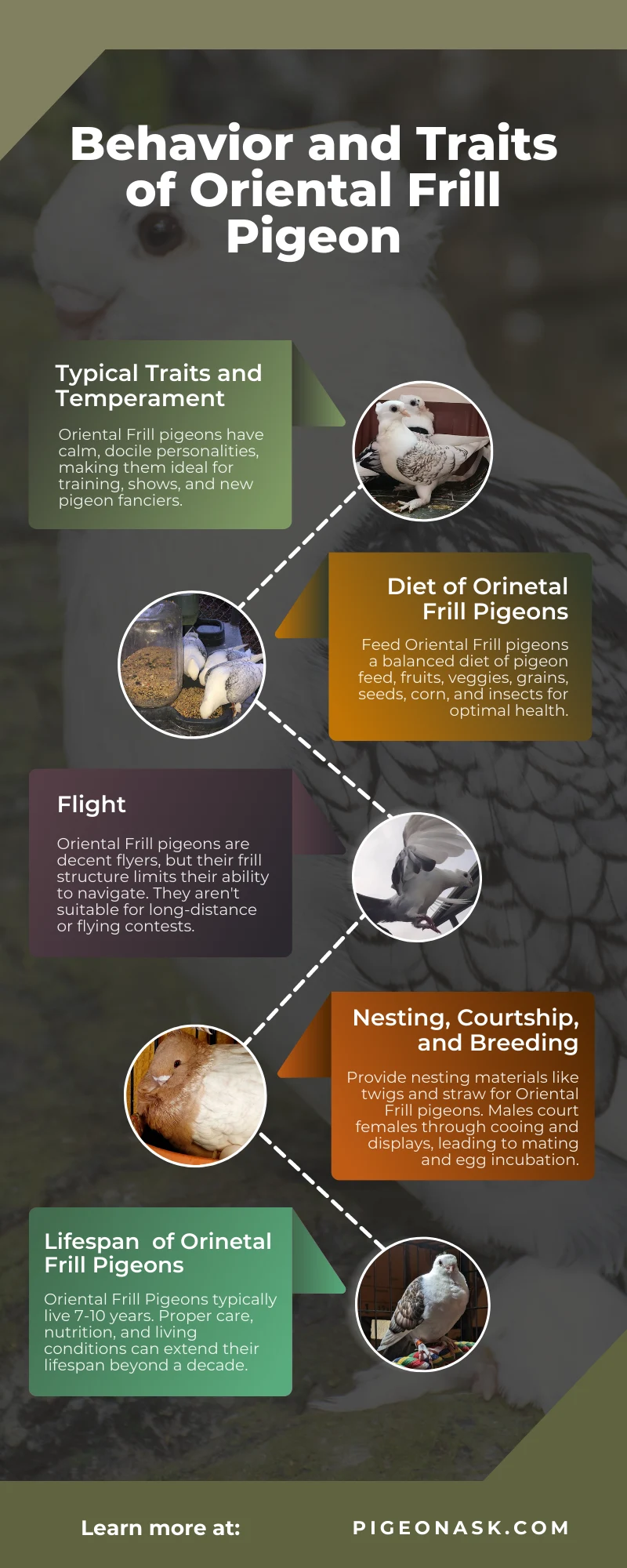 Behavior and Traits of Oriental Frill Pigeon