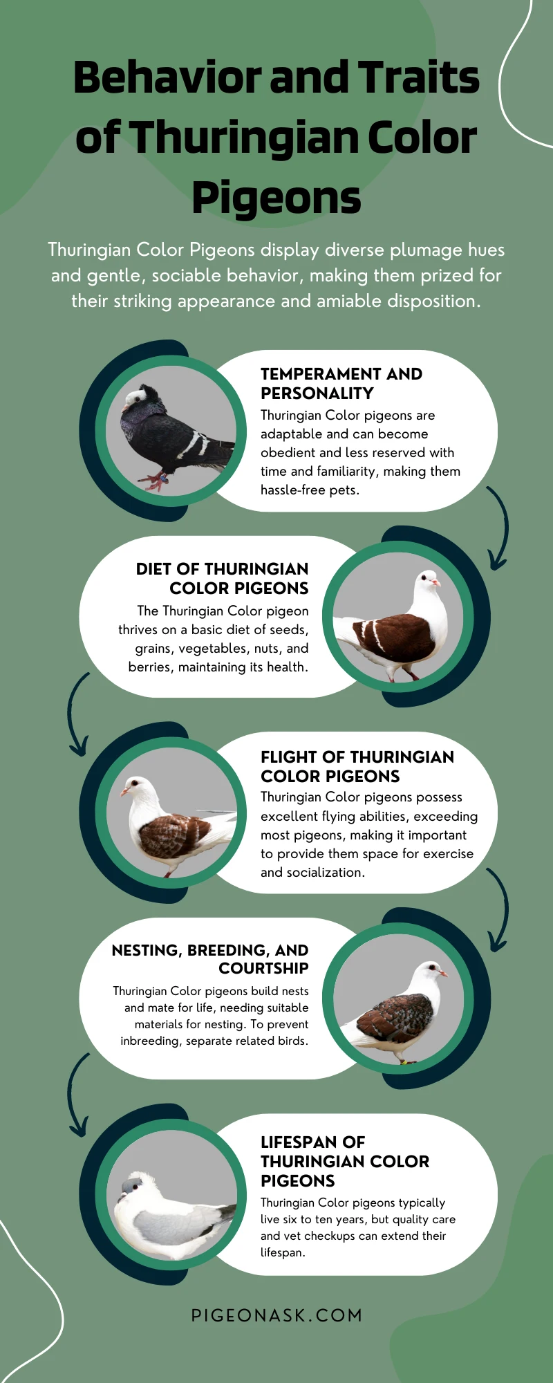 Behavior and Traits of Thuringian Color Pigeons