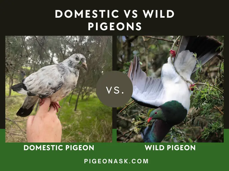 Behavioral Differences Domestic Pigeons VS Wild Pigeons