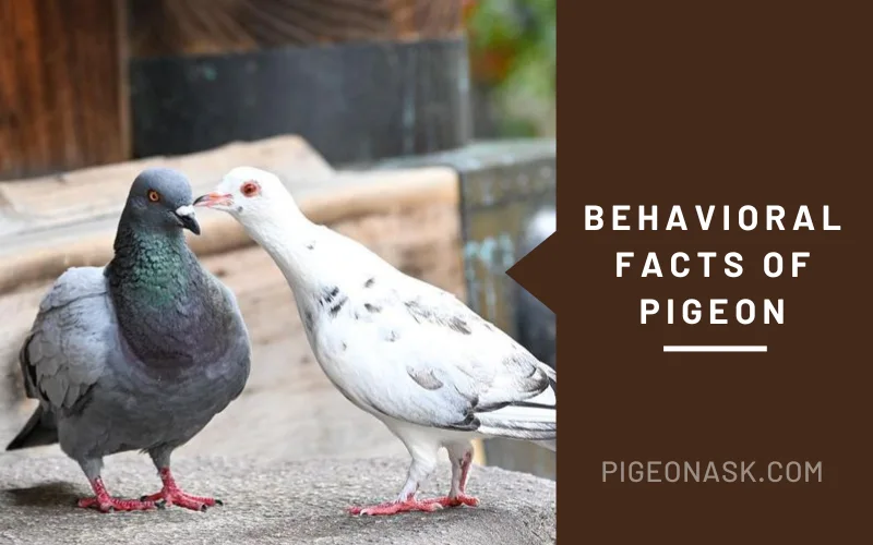 Behavioral Facts of Pigeon