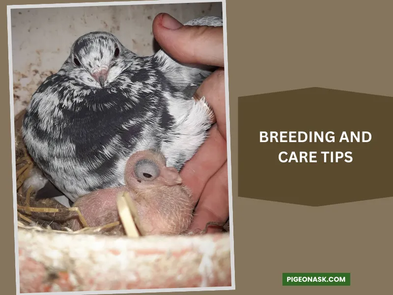 Breeding and Care Tips for Flying Tumblers and Highfliers Pigeons