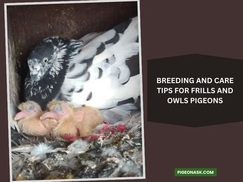 Breeding and Care Tips for Frills and Owls Pigeons