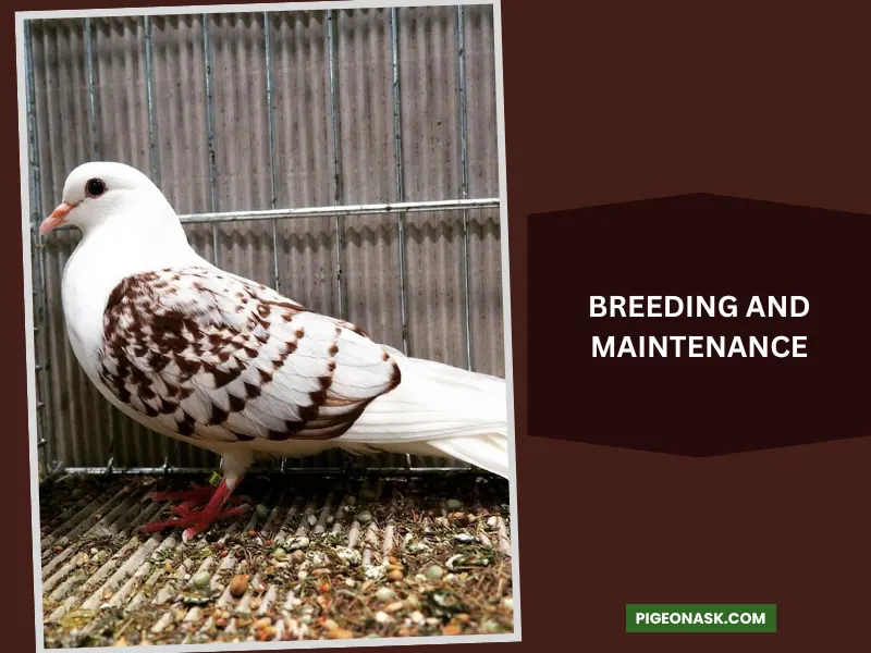 Breeding and Maintenance