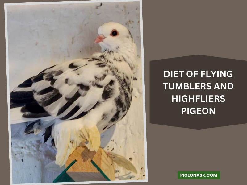 Diet of Flying Tumblers and Highfliers Pigeon