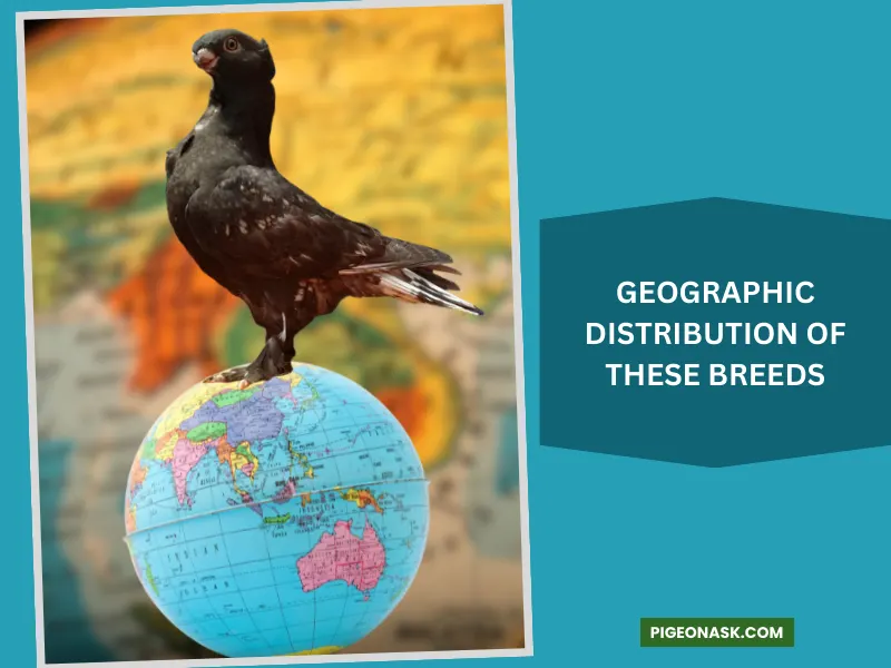 Geographic Distribution of These Breeds