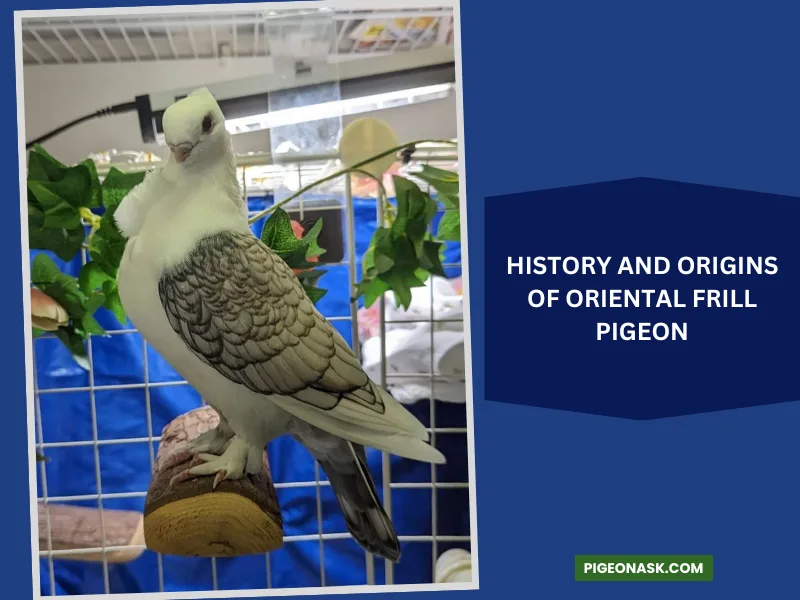 History and Origins of Oriental Frill Pigeon