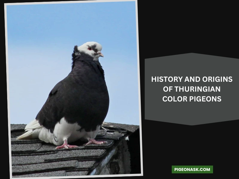 History and Origins of Thuringian Color Pigeons