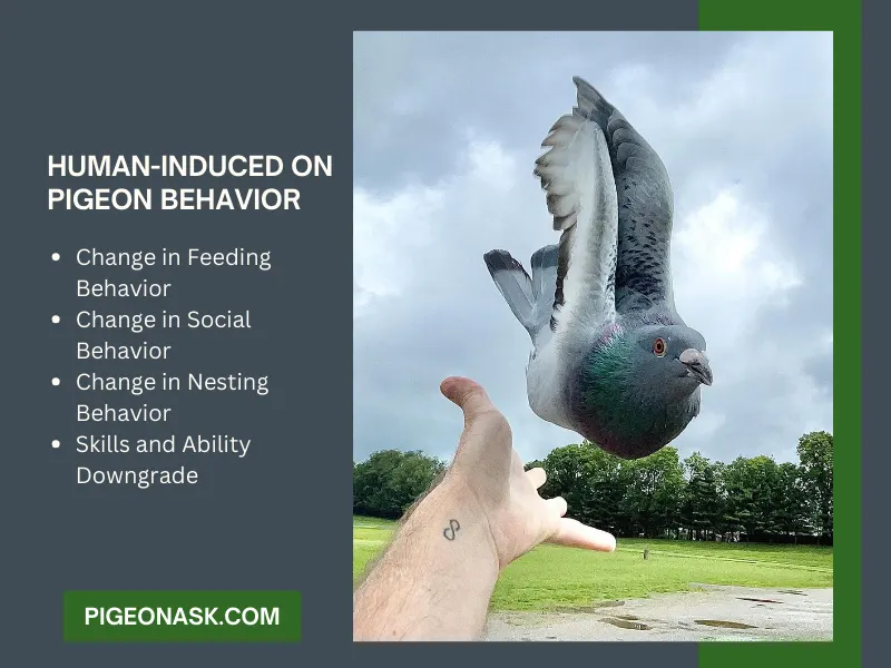 Human-Induced Factors that Change Pigeon Behavior