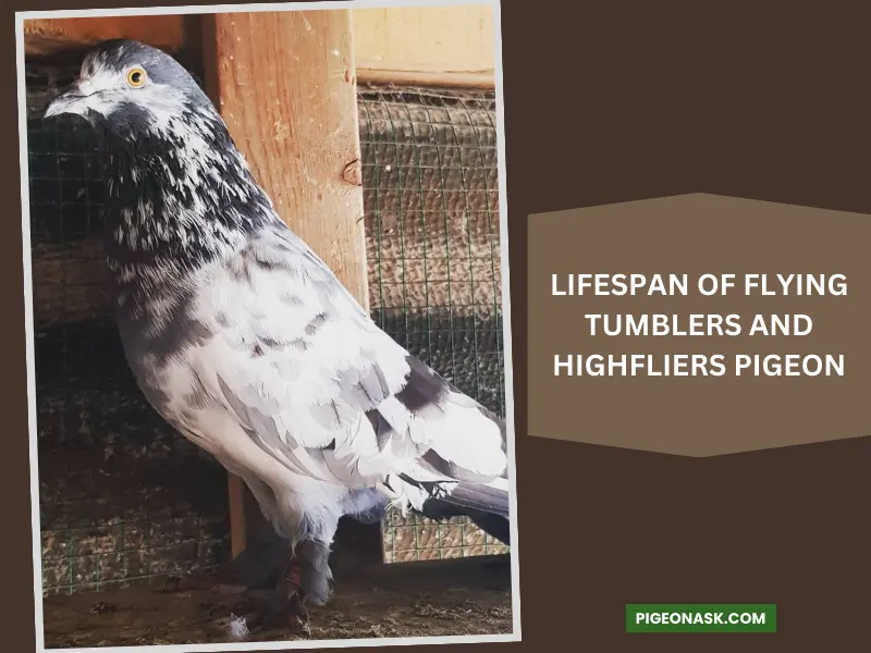 Lifespan of Flying Tumblers and Highfliers Pigeon