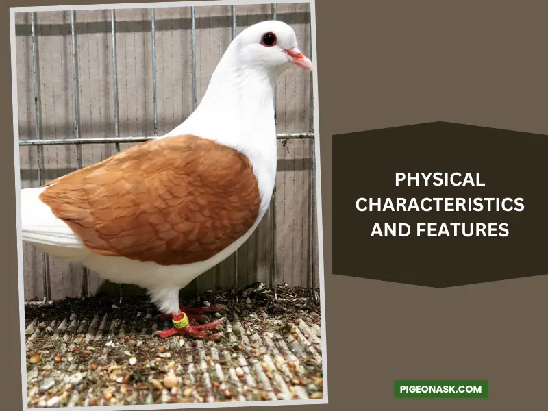 Physical Characteristics and Features