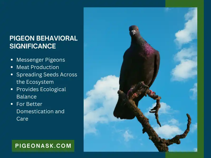 Pigeon Behavioral Significance