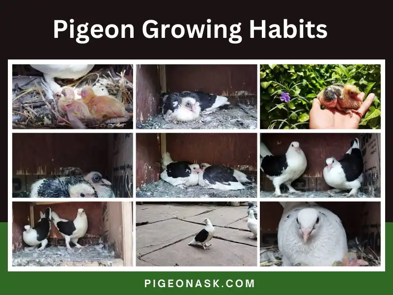 Pigeon Growing Habits Developing Patterns and Physical Adaptations