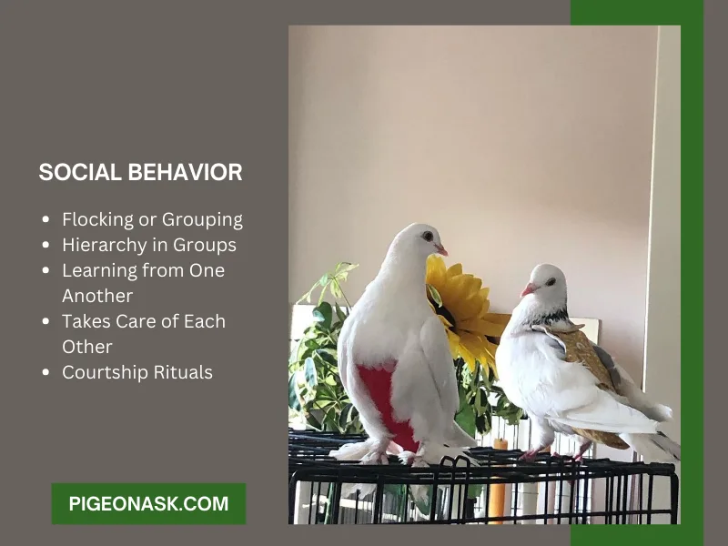 Social Behavior