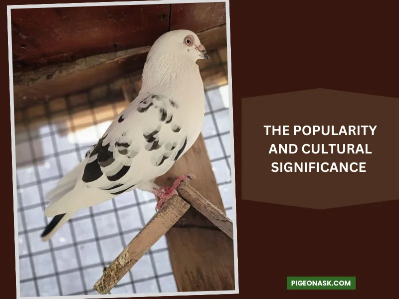 The Popularity and Cultural Significance of Frills and Owls Pigeons