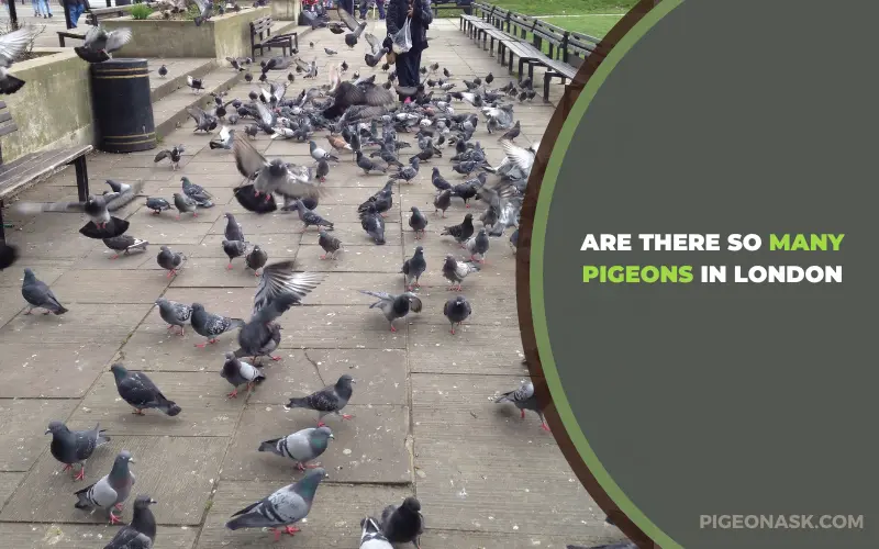 Are There So Many Pigeons in London