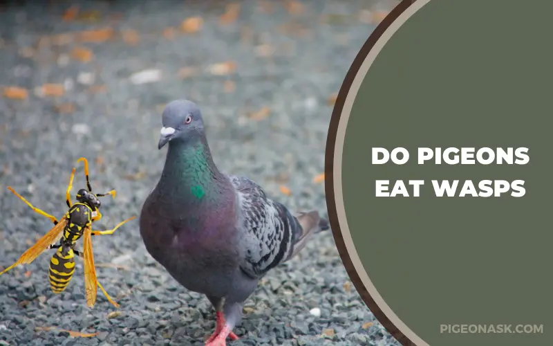 Do Pigeons Eat Wasps? Benefits and Risks
