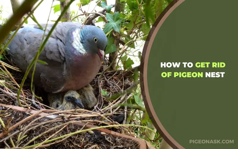How to Get Rid of Pigeon Nest
