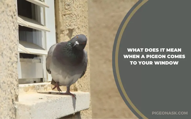 What Does It Mean When a Pigeon Comes to Your Window